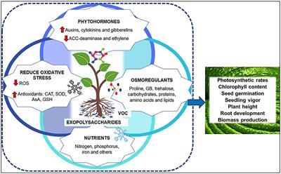 Successful Plant Growth-Promoting Microbes: Inoculation Methods and Abiotic Factors